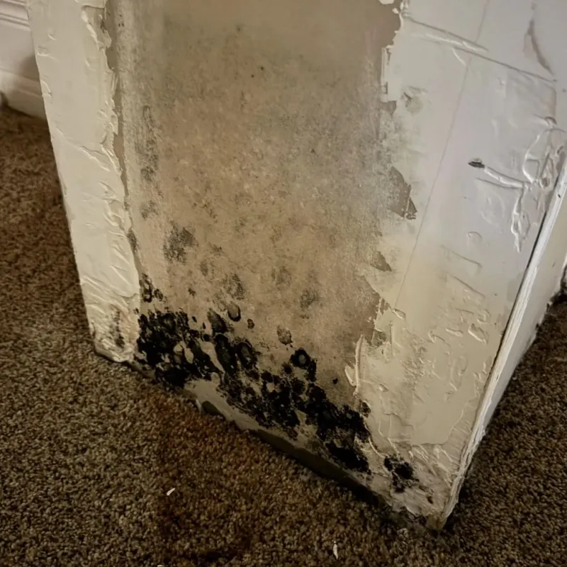 Professional Mold Removal in Hadley, NY